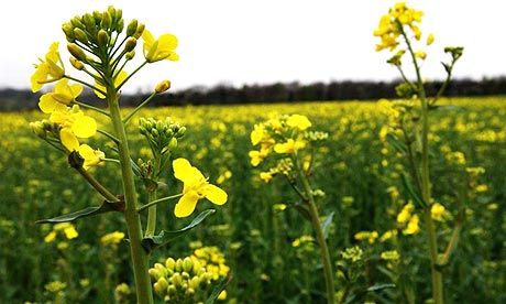 Genetically modified oilseed rape, one of the four main commercial GM crops.